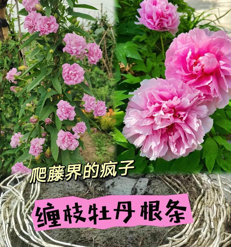 缠枝牡丹花后修剪枝条的最佳时机?