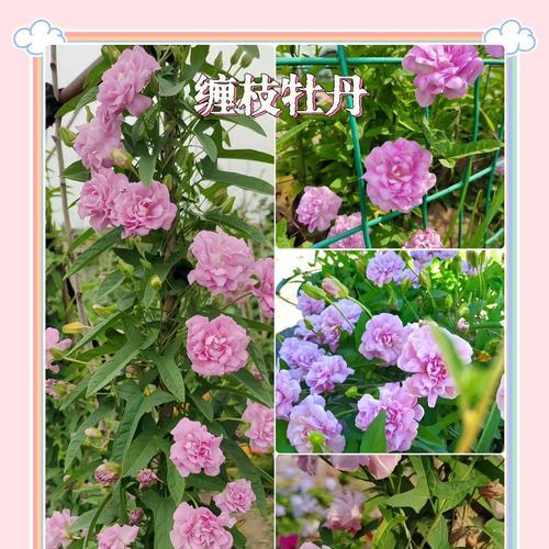 缠枝牡丹花后修剪枝条的最佳时机？