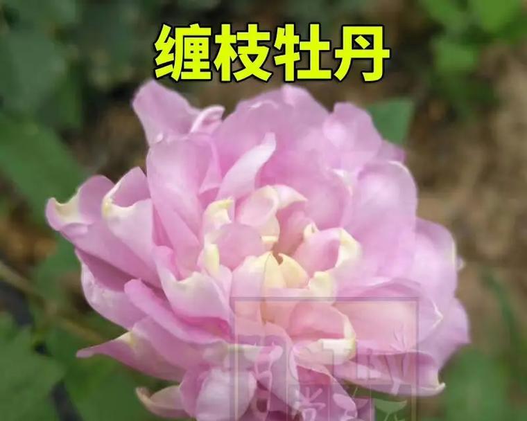 缠枝牡丹花后修剪枝条的最佳时机？