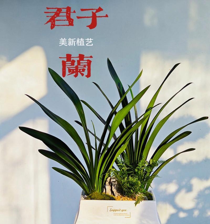 优质君子兰盆栽的养护和浇水技巧是什么？如何保持君子兰盆栽的优质状态？
