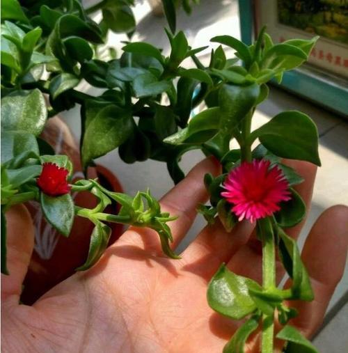牡丹花换水养殖的正确步骤？