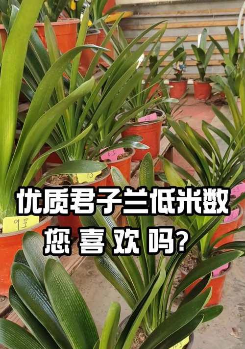 君子兰彩兰二叶小苗的养护要点是什么？