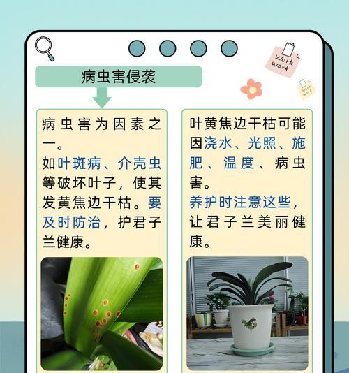 君子兰叶子怎么往下弯？底部叶子耷拉是什么原因？