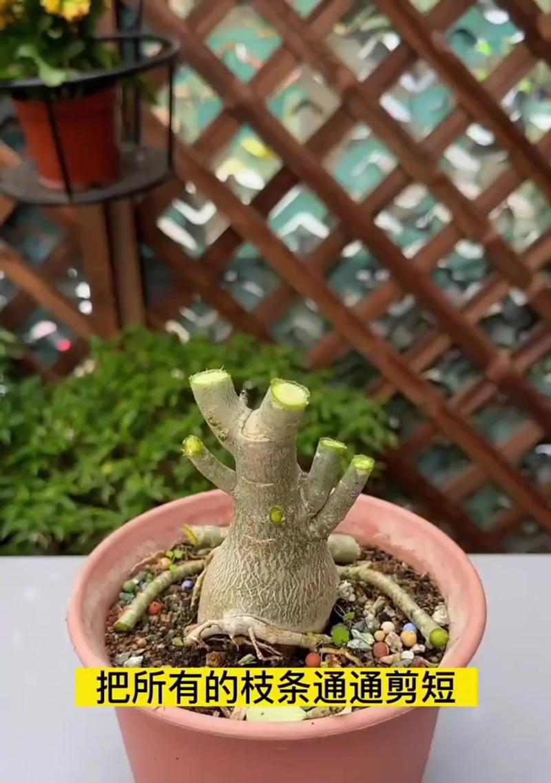 扭扭棒玫瑰花的修剪技巧有哪些？修剪时应注意什么问题？