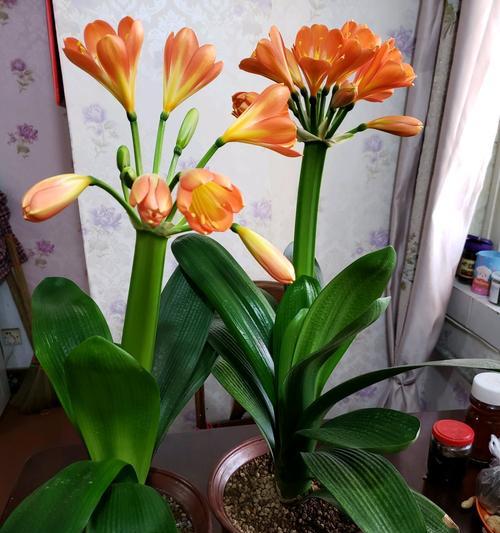 君子兰带土盆景的养护和浇水技巧有哪些？