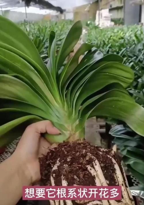 君子兰为什么永远不开花？君子兰不开花的原因是什么？
