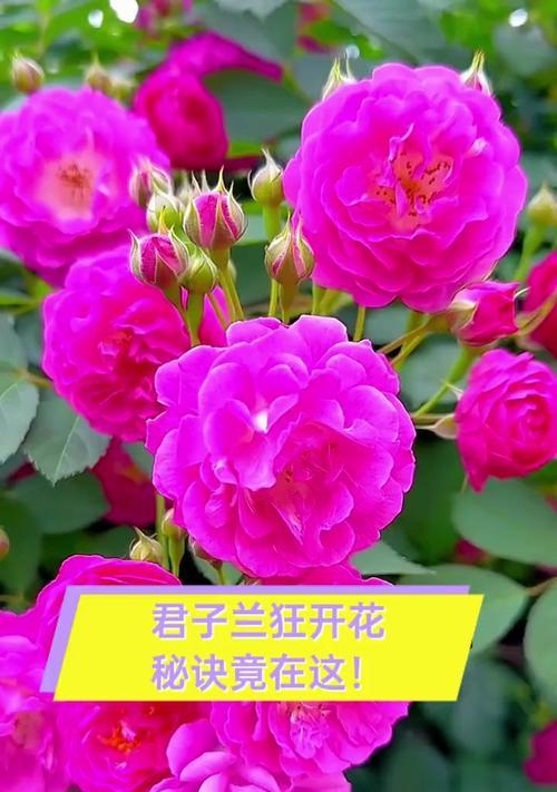 君子兰小五子的开花秘诀是什么？