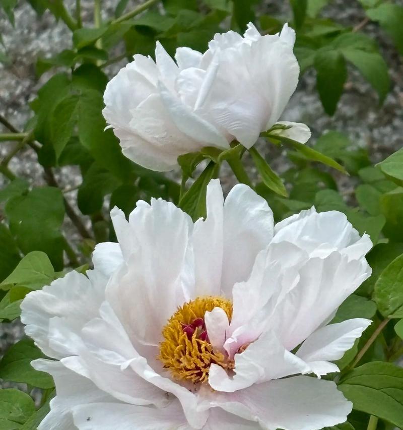 牡丹花即将开花时的养护技巧是什么？