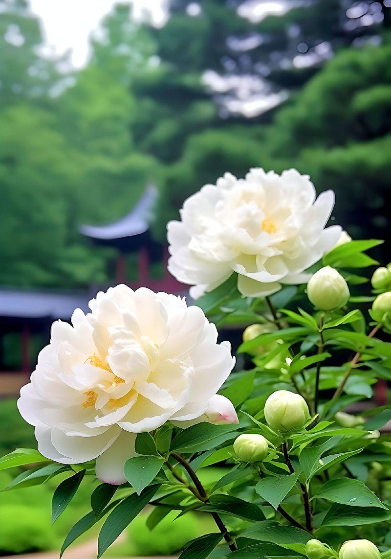 牡丹花即将开花时的养护技巧是什么？