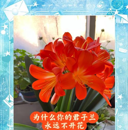 君子兰开花后需要修剪吗？如何正确进行修剪？