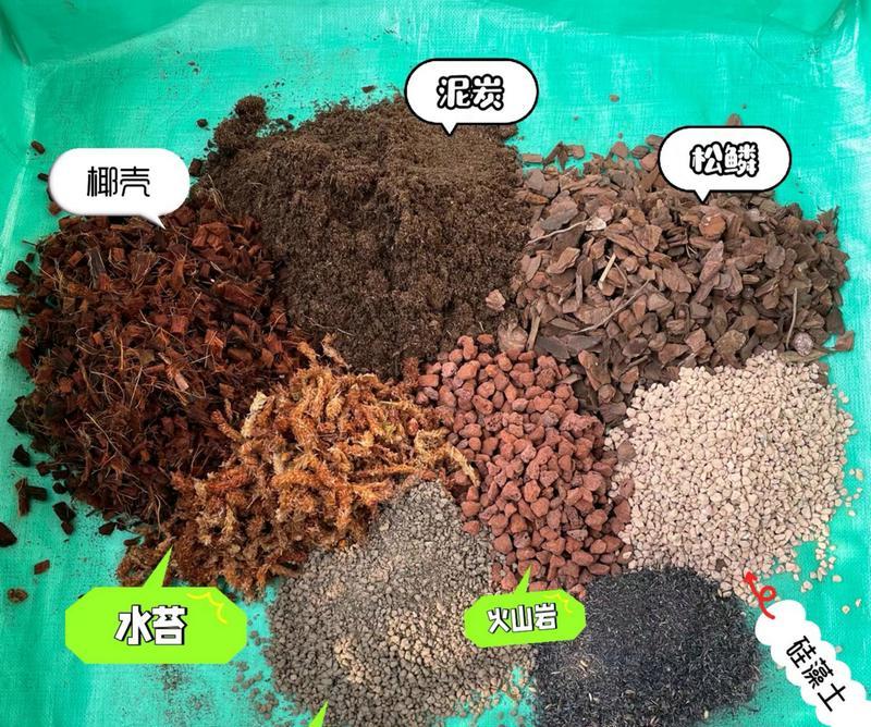 君子兰开花后需要修剪吗？如何正确进行修剪？