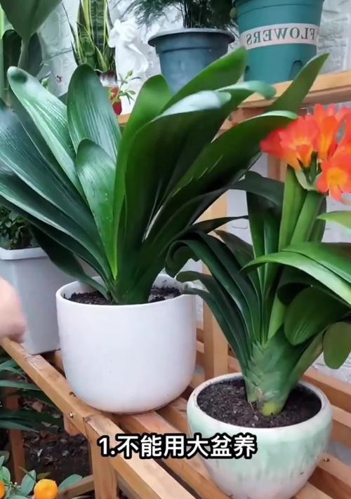 君子兰开花后需要修剪吗？如何正确进行修剪？