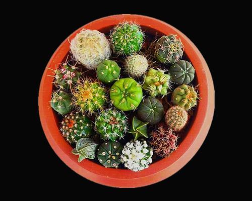 仙人掌小球开花处理方法是什么？