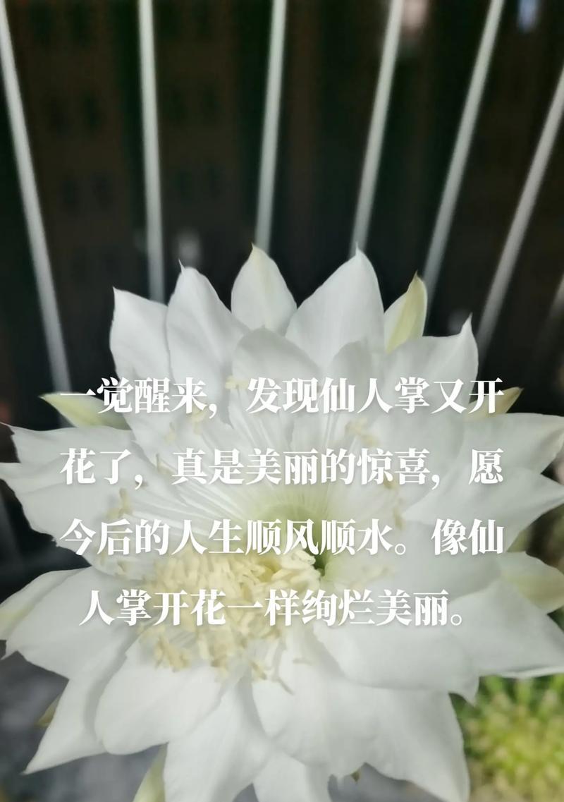 仙人掌小球开花处理方法是什么？