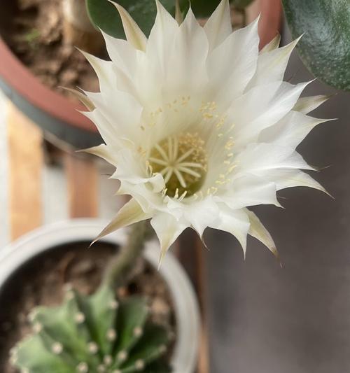 仙人掌小球开花处理方法是什么？