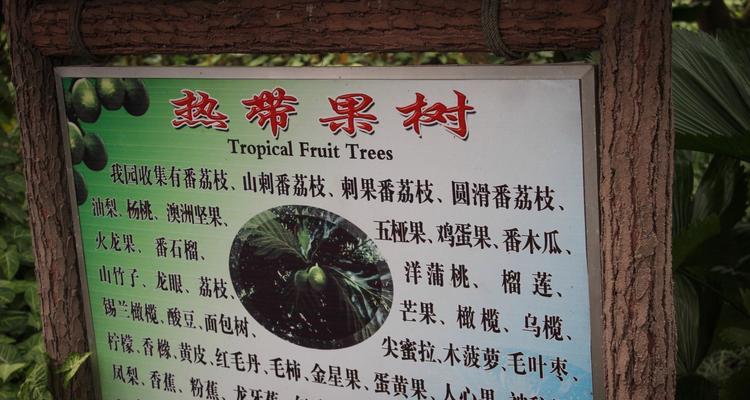 杨桃仙人掌坚果屋顶种植方法是什么？屋顶种植需要注意什么？