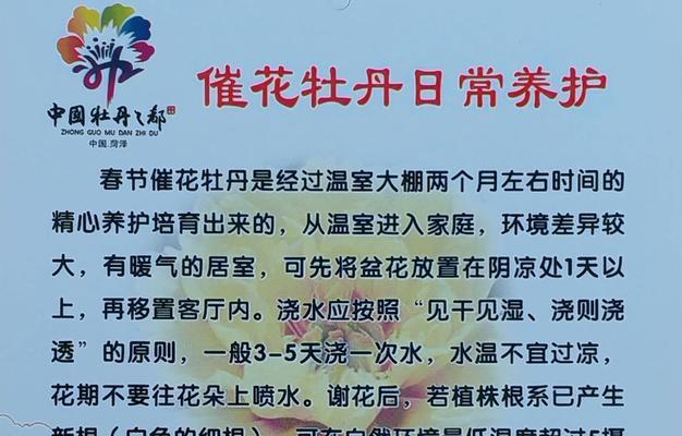 牡丹花开花前浇水有什么讲究？如何正确浇水？