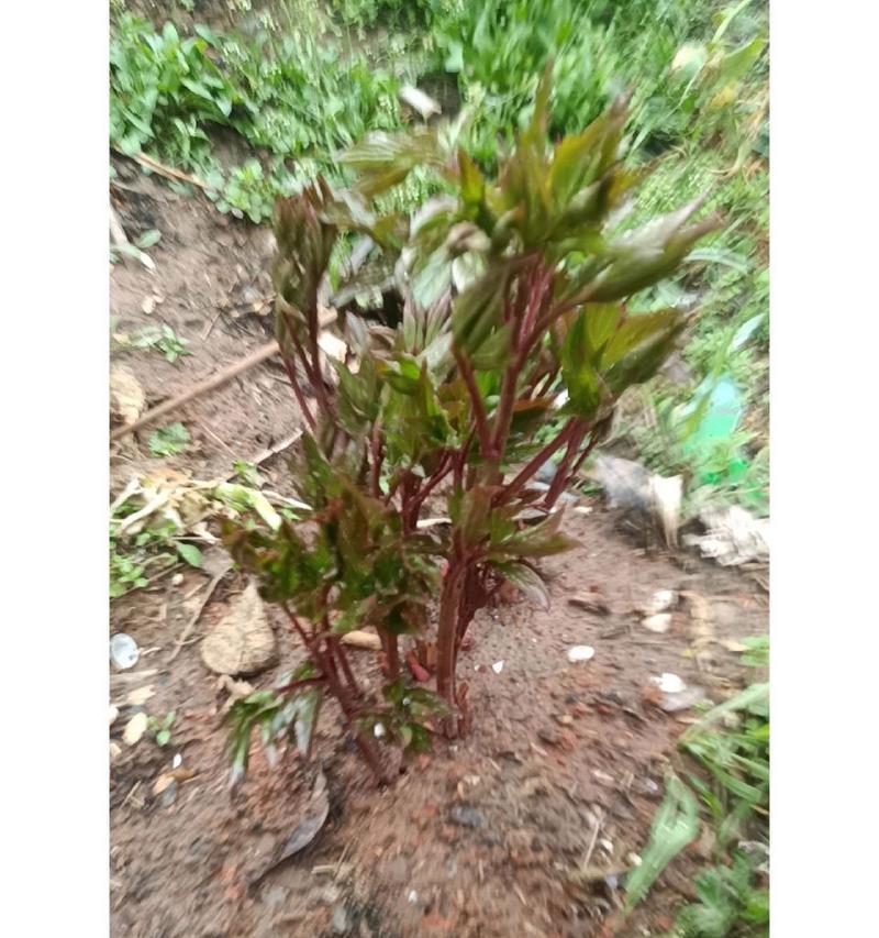牡丹花开花前浇水有什么讲究？如何正确浇水？