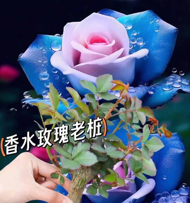 香水球玫瑰花的养护技巧是什么？