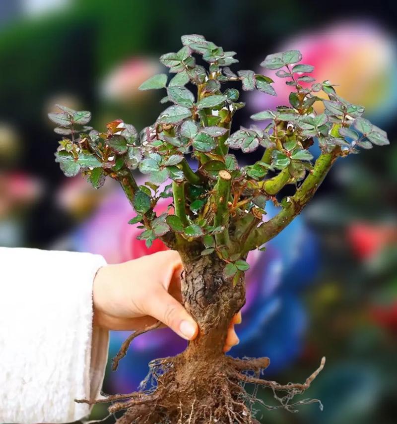 香水球玫瑰花的养护技巧是什么？