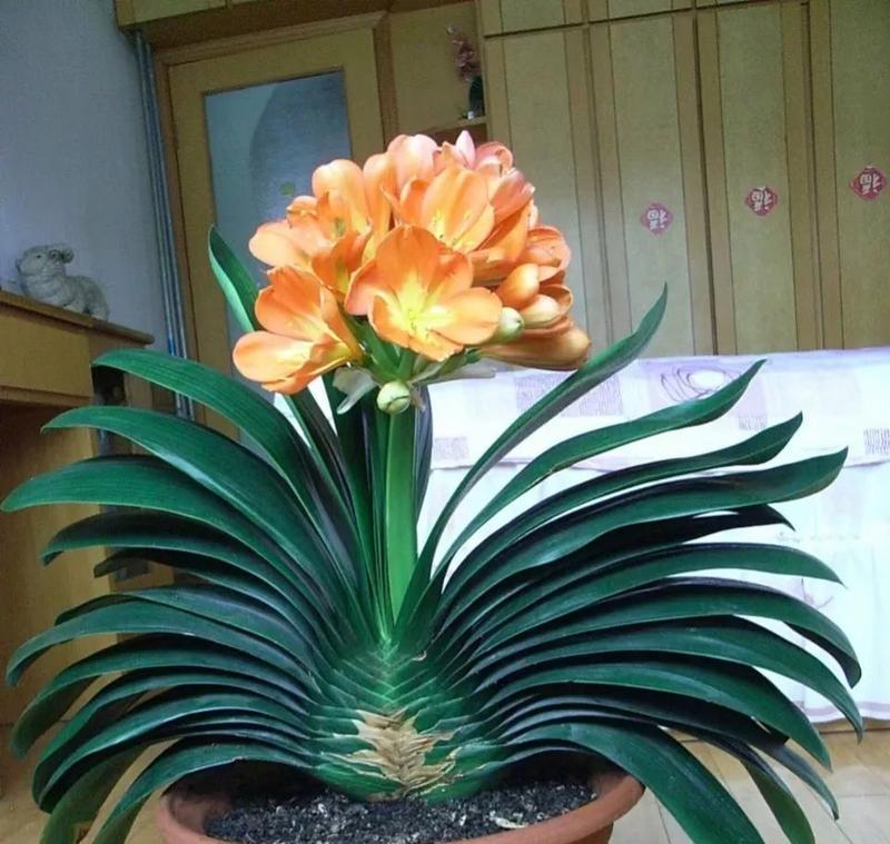 君子兰开花后如何恢复生机？