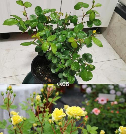 海妈玫瑰花的正确养护方法是什么？