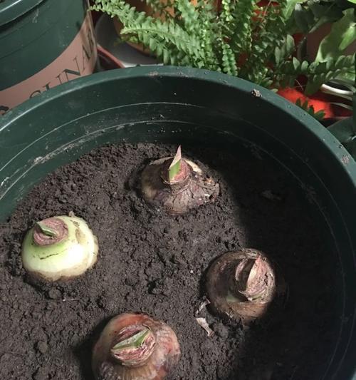 海妈玫瑰花的正确养护方法是什么？