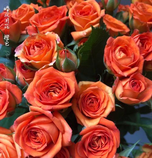 海妈玫瑰花的正确养护方法是什么？