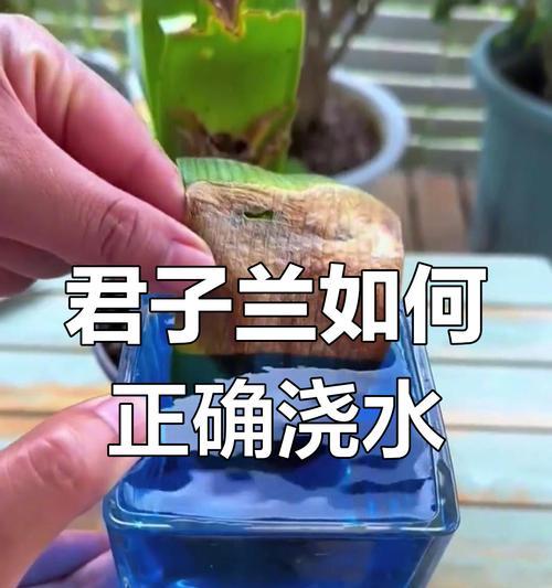 君子兰浇水频率是多少？用什么水浇君子兰最好？