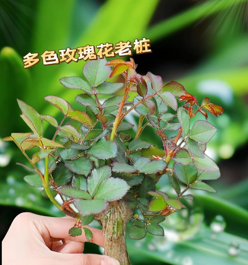 哪种玫瑰花品种最香且好闻？