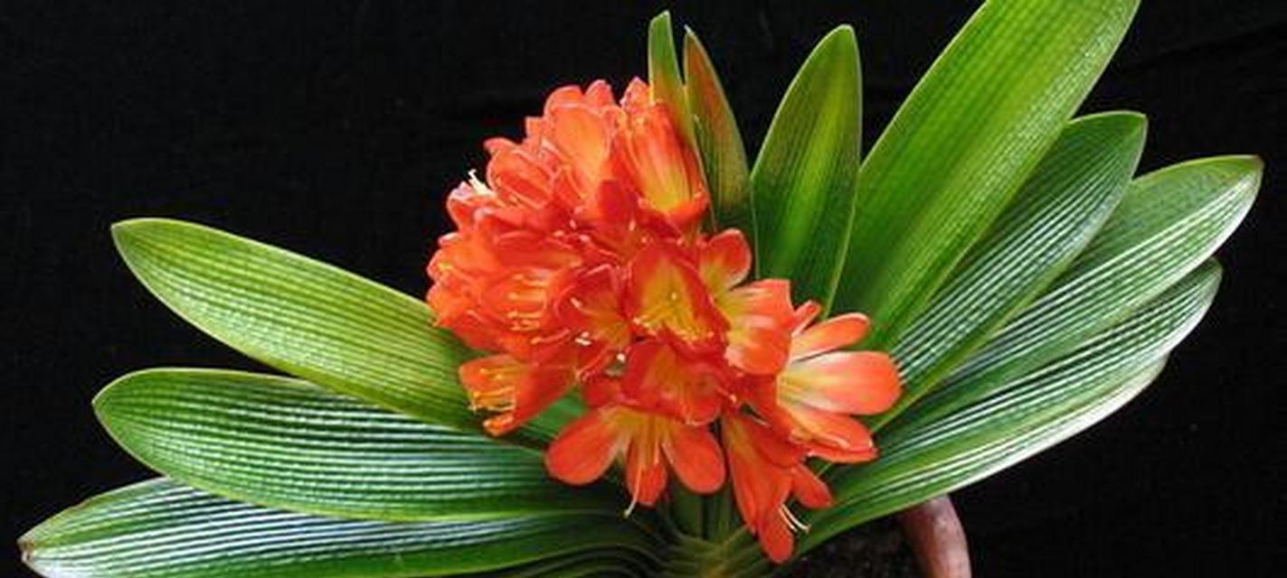 君子兰两年开花正常吗？开花后如何护理？