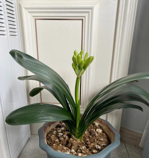 君子兰两年开花正常吗？开花后如何护理？
