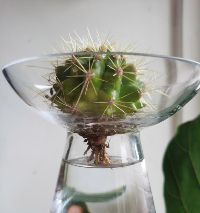 未开花仙人球浇水频率是多少？怎样判断浇水时机？