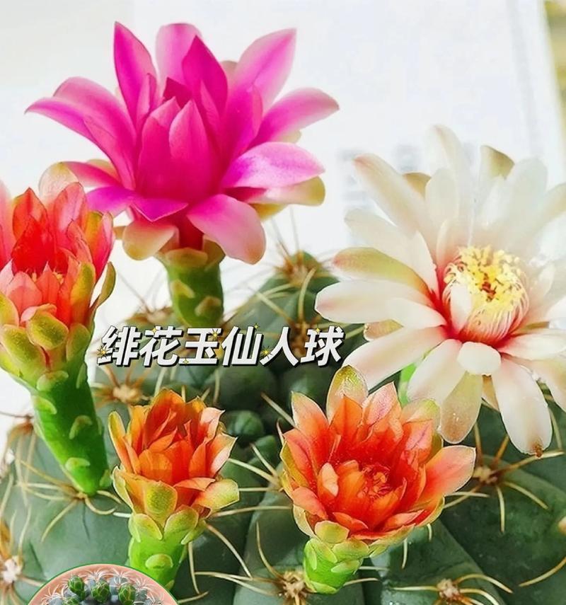 未开花仙人球浇水频率是多少？怎样判断浇水时机？