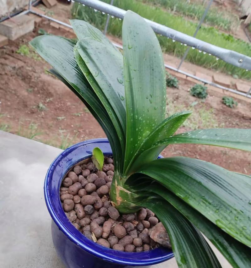 君子兰高杆大花的开花周期是多久？