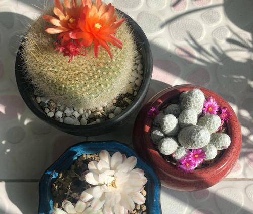 仙人掌枝条开花周期及养护技巧是什么？