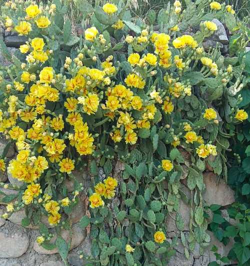 仙人掌枝条开花周期及养护技巧是什么？