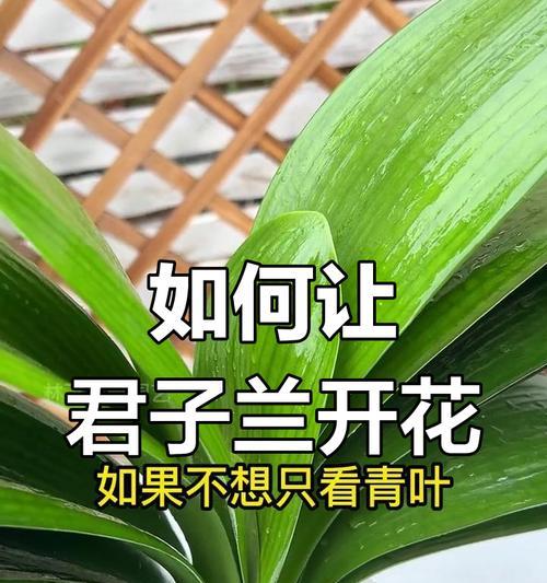 君子兰多年不开花的解决方法是什么？