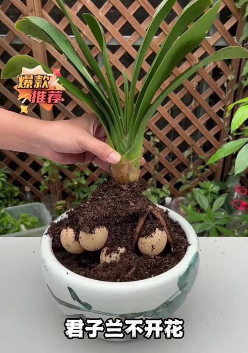 君子兰抽箭期间的浇水方法是什么?