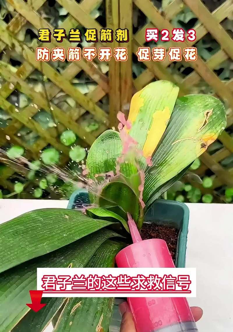 君子兰抽箭期间的浇水方法是什么？