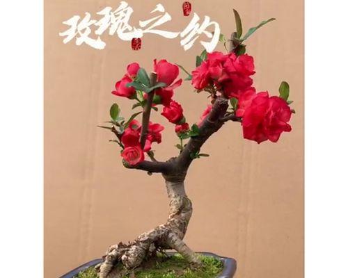 海棠玫瑰花蔫了有什么补救措施？