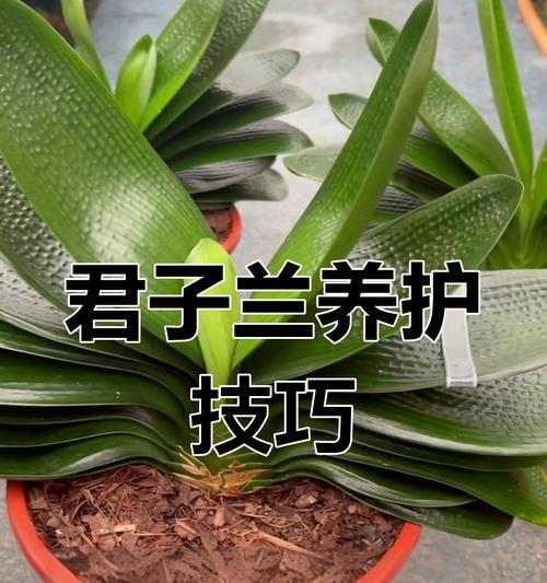 鸿达君子兰养殖基地信誉如何?养殖君子兰有哪些注意事项?