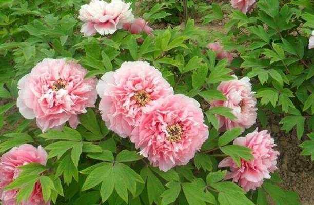 阳台牡丹花不开花的原因及解决方法是什么？
