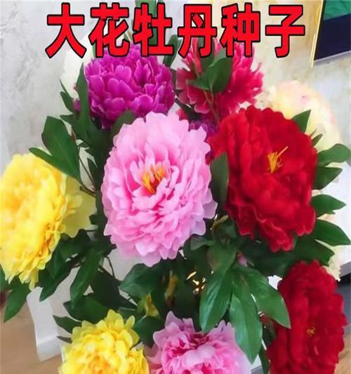阳台牡丹花不开花的原因及解决方法是什么？