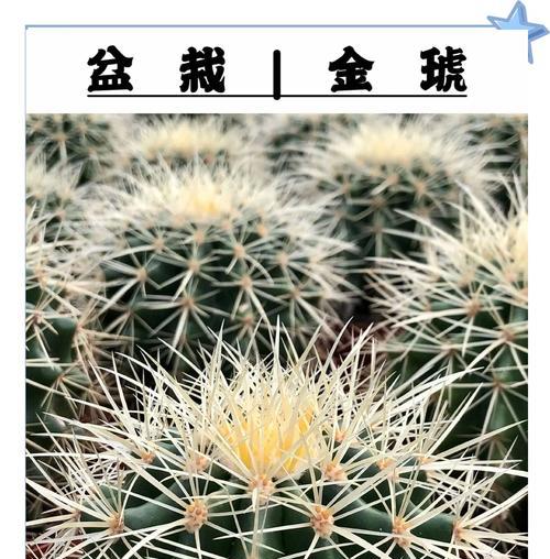 秋天种植仙人球的正确步骤是什么？