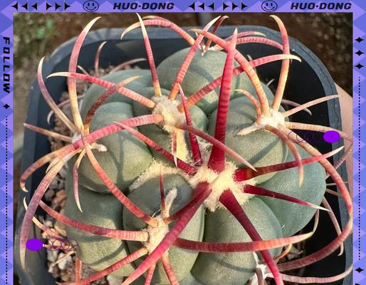 秋天种植仙人球的正确步骤是什么？
