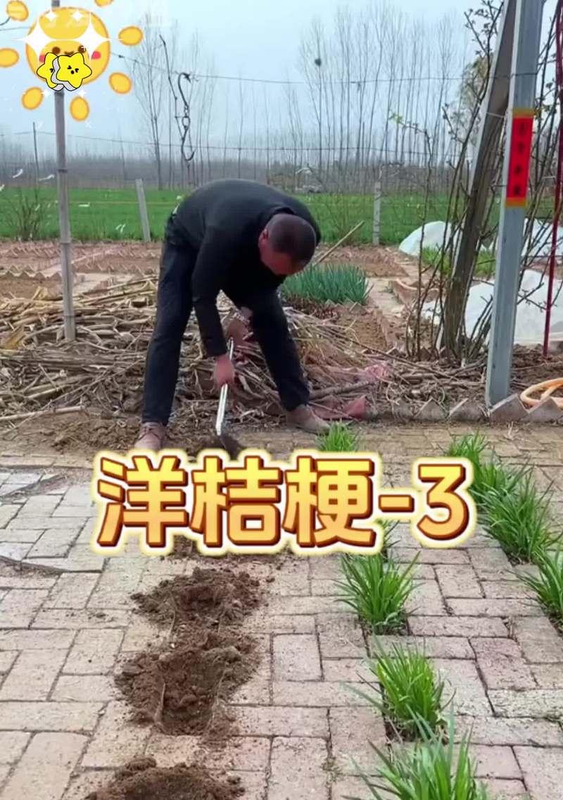 金虎仙人掌施肥的正确方法是什么？