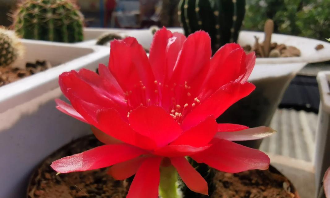 开花仙人球生长缓慢怎么办？有哪些促进生长的方法？