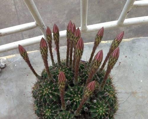 开花仙人球生长缓慢怎么办？有哪些促进生长的方法？
