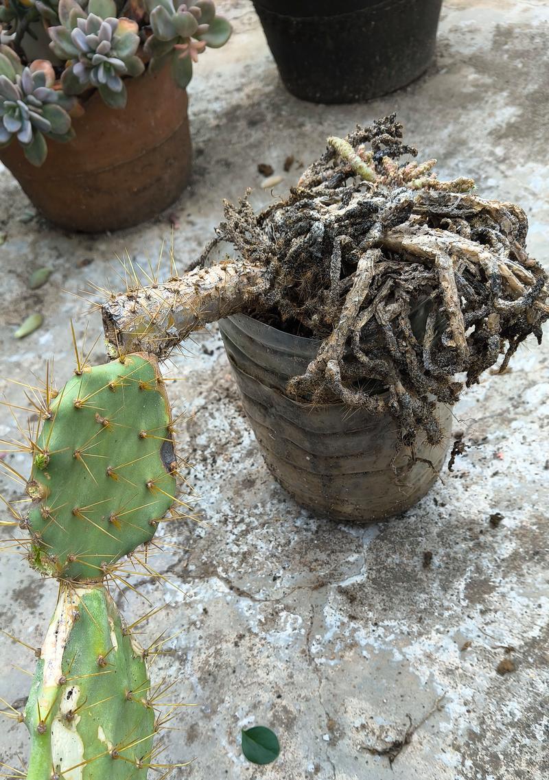 小鸭子花盆仙人掌的正确养护方式有哪些？